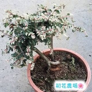 斑葉榆樹照顧|觀葉植物